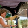 Lynn Sciumbato of the Morning Star Wildlife Rehabilitation Center in Gravette talks Tuesday about a ...