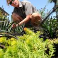 Meagan Lipscomb, Bentonville parks and recreation horticulturist, works Tuesday in her domain planti...