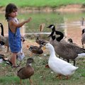 Junior Moreno, 3, of Springdale tosses a piece of bread to ducks and geese Monday at Murphy Park in ...