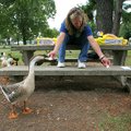 Laylah Lewis of Springdale feeds some ducks and Canada geese Tuesday morning at Murphy Park in Sprin...