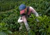 A coffee picker works earlier this year in the Andes Mountains near Ciudad Bolivar, Colombia. 