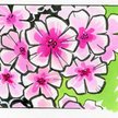phlox