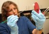 Cheryl Lester, a research technician at the University of Arkansas Poultry Health Lab, collects salmonella from a petri plate Wednesday at the lab in Fayetteville.
