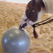 celia horses 03