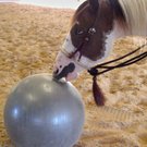 celia horses 03