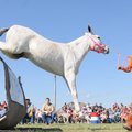 BOO-TIFUL JUMP The mule Boo completes a 47-inch jump for owner Joey Brown from Siloam Springs on Sat...