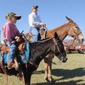 John Higgins III, 5, left, and his father, John Higgins Jr., sit their steeds at the Mule Jump. John...