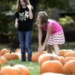 1B1nwPumpkins33xColor