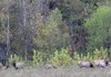 A bull elk and several cow elk graze in a field near Boxley. The elk herd in the Buffalo River area is growing and are a major tourist draw in the Boxley and Ponca areas. These “tourist elk” are not in the Arkansas elk hunting zone. Elk downstream from the low-water bridge are fair game during the limited permit elk season.