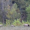A bull elk and several cow elk graze in a field near Boxley. The elk herd in the Buffalo River area ...