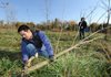Kevin Cayanan, a University of Arkansas junior from Rogers, uses a pruning saw Saturday to remove an ash tree from the Wilson Springs wetland prairie in north Fayetteville during a volunteer work day sponsored by Audubon with support by Arkansas Land Trust, which owns the property.
