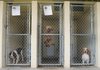 Sly, center, a three-year old male poodle, jumps up and down in his cage Wednesday at the Rogers Animal Shelter. Despite hosting numerous adoption drives in the recent weeks, the Rogers Animal Shelter, which also serves as Bentonville’s shelter, is over capacity, housing 80 dogs and 54 cats. “We get from 4,500 to 5,000 animals through here in a year. That’s considerably more than this facility is equipped to handle,” said Justine Middleton, shelter superintendent.