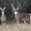 Deer Outlook Shines