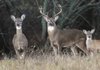 Hunters hope to have white-tail deer in their sights when modern gun deer season opens on Saturday. Wildlife officials say a record deer harvest is possible.