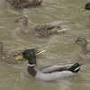 Number Of Ducks High For Season