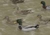 Mallards are the most sought-after duck among hunters.