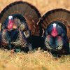Tables Turn For Turkeys