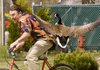 An unidentified bike rider flees in terror from a Canada goose attack in Burns Park in October. The geese have overwhelmed the park and a controlled hunt is planned.
