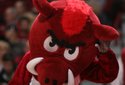 Hogs FOCUS 007