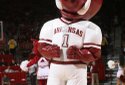 Hogs FOCUS 020
