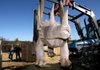 Bob Srygley of Springdale and his fiancee, Jenny Jones, hold the gate as a 2,000-pound triceratops statue is moved to his backyard. 