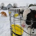STAFF PHOTO J.S. WEDGEWORTH
Susan Angin, of AAA Farms near Bentonville, talks Wednesday, Feb. 2, 20...