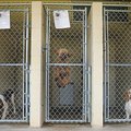STAFF PHOTO SAMANTHA BAKER
Sly, center, a three-year old male poodle, jumps up and down in his cage...