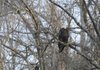 January is the best month to see bald eagles at Beaver Lake, especially when they catch fish.