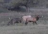 A bull elk walks past cattle in the Boxley Valley area.