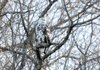 A bald eagle with a unusual feather condition called “leucism” roosts in a tree near Starkey park on Beaver Lake. This unique eagle with its leucistic feathers has been seen during the Army Corps of Engineers eagle count for three years in a row. The leucistic condition means many dark feathers don’t develop the usual color and appear white.