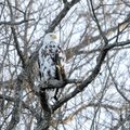 A bald eagle with a unusual feather condition called “leucism” roosts in a tree near Starkey park on...