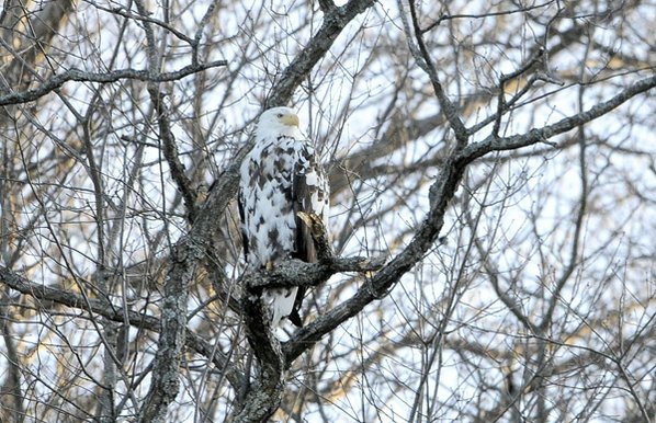 Leucistic Bald Eagle