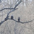Adult, left, and juvenile bald eagles roost on a branch in the Indian Creek arm of Beaver Lake.