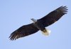 Bands can be seen on the legs of this bald eagle at Swepco Lake, photographed by Mike Martin of Cave Springs. Information on the bands indicates the male eagle is 16 years old and was hatched at Clinton Reservoir near Lawrence, Kan., said a U.S. Fish and Wildlife Service official.