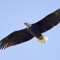 Bands can be seen on the legs of this bald eagle at Swepco Lake, photographed by Mike Martin of Cave...