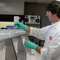 Charles Apple, chemist for Tyson Foods, prepares samples to test for the presence of pesticides insi...