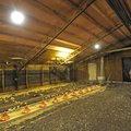 Gene Pharr installed 10-watt LED bulbs to replace 60-watt bulbs in four out of five of his chicken h...
