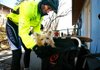 Arkansas Democrat-Gazette/JASON IVESTER --01/28/12--
Jacob George of Fayetteville straps in his cairn terrier, Lou-e (cq), on his bicycle outside Bike City in Fayetteville on Saturday, Jan. 28, 2012. The pair were preparing to depart with a group for the annual Winter Family Ride sponsored by the Bicycle Coalition of the Ozarks. There were two starting points creating the choice of a 10-mile or a four-mile round trip which included refreshments at the turn-around point.