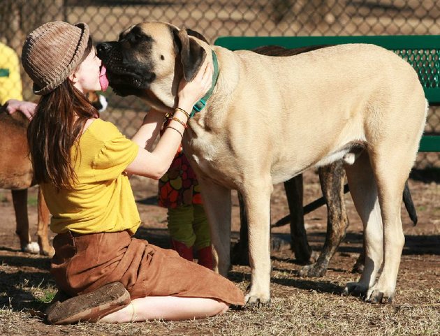 mastiffs 2mcf