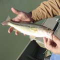There is no length limit on largemouth bass at Lake Sequoyah. Anglers can keep bass of any size.