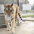 Tigger G will be one of two tigers released into a new natural habitat Saturday at Turpentine Creek ...
