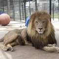 Brody will be released into a new natural habitat on Saturday at Turpentine Creek Wildlife Refuge ne...