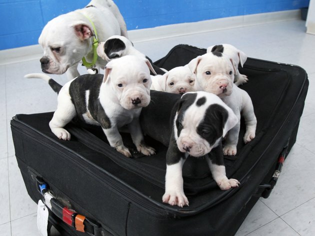 this-tuesday-april-10-2012-photo-shows-a-litter-of-six-puppies-and-their-mother-an-english-bulldog-mix-at-the-toledo-area-humane-society-in-maumee-ohio-a-man-tried-to-abandon-the-six-puppies-by-zipping-them-inside-a-suitcase-and-leaving-it-outside-an-ohio-business-near-a-trash-bin-with-their-mother-the-man-was-charged-after-authorities-found-hed-left-the-luggage-tag-with-his-contact-information-attached