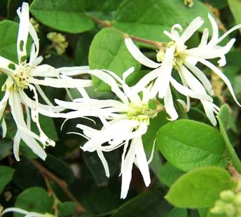 Emerald-Snow