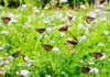 These queen butterflies relish the nectar provided by the palm-leaf or Gregg’ s mistflower, which has a long blooming season and is an outstanding perennial in zones 7-10. 