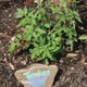 A painted rock ...