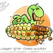 corn worm
