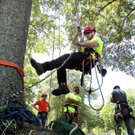 tree climbers2