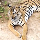 2B1nwtiger2COLxBW