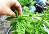 Pinch flowers off herbs like basil to encourage more leafy growth. 